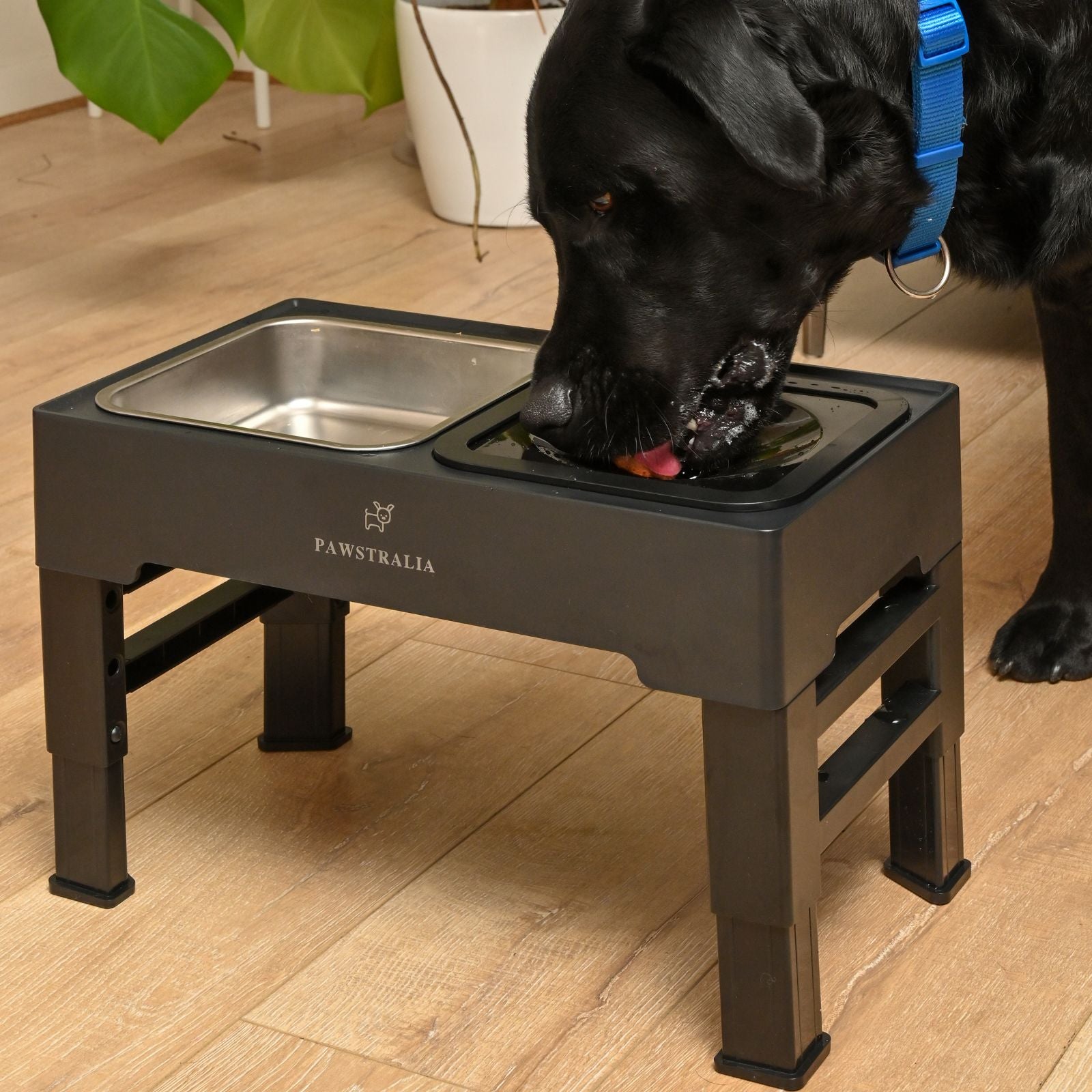black dog drinking from elevated pet bowls